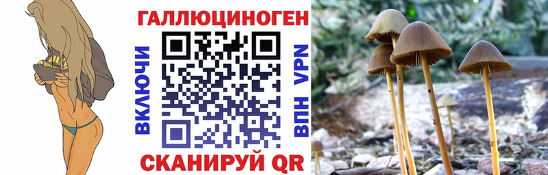 наркотики  Алзамай  Галлюциногенные грибы Psilocybine cubensis 
